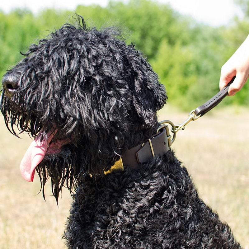 Коричневый переходник на поводок для черного терьера «Dog Comfort»